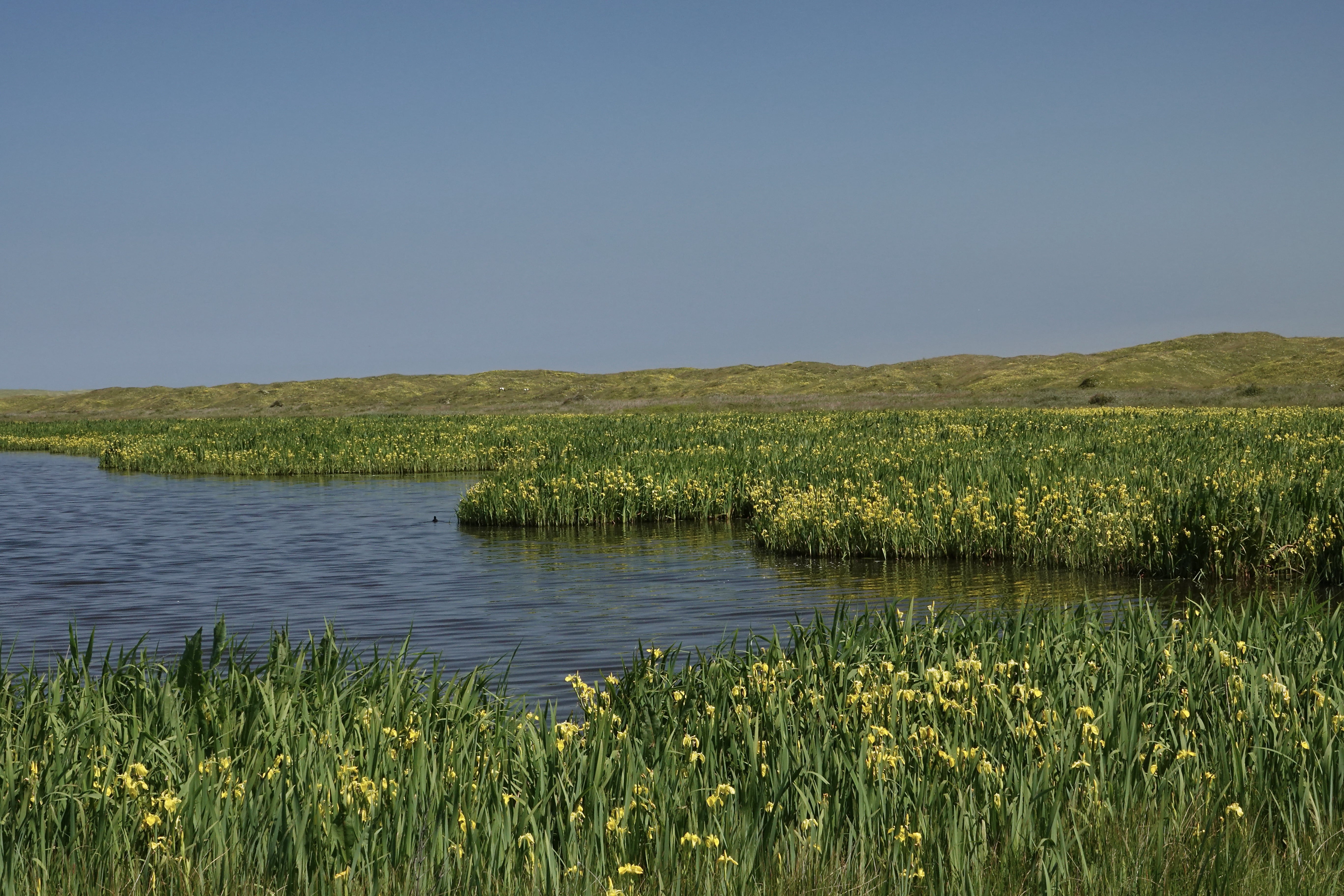 huur chalet op texel - Janet van Putten