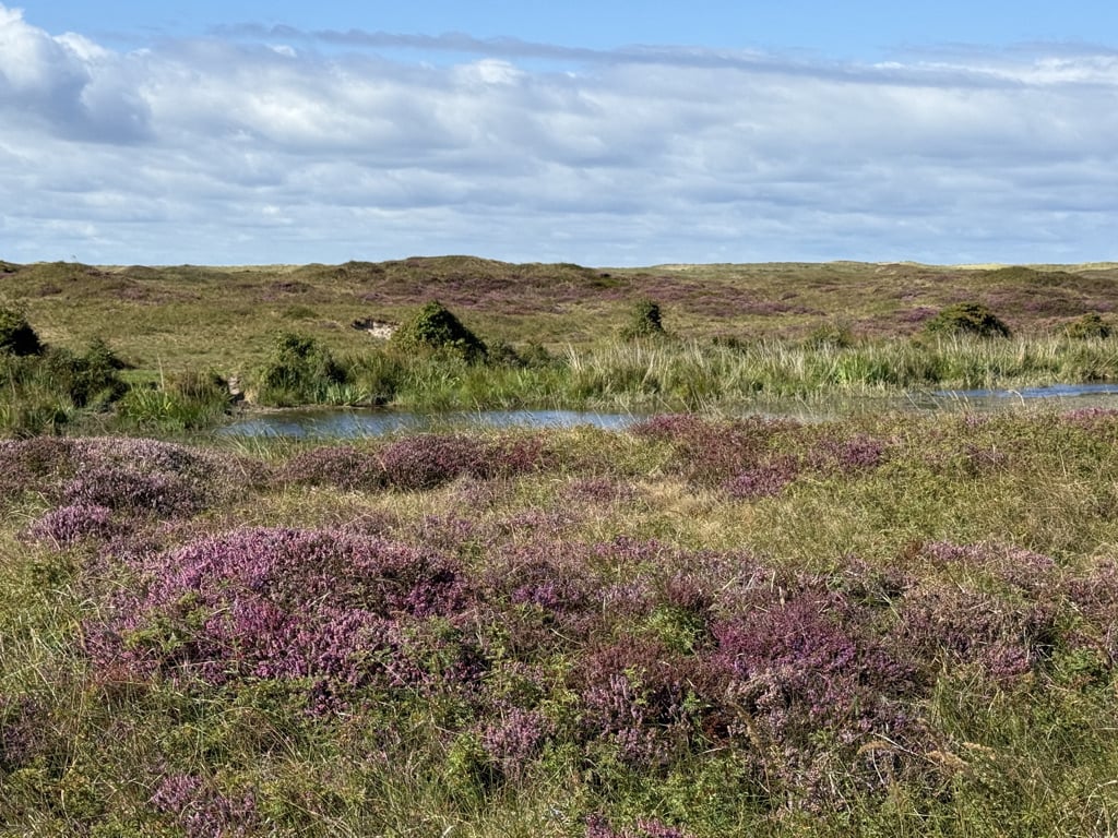 huur chalet op texel - Janet van Putten