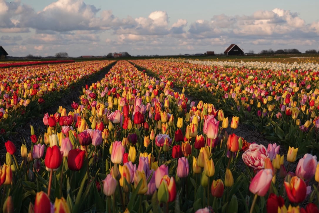 huur chalet op texel - Janet van Putten