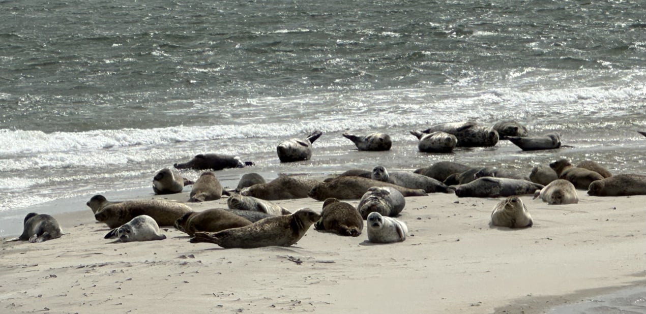 huur chalet op texel - Janet van Putten